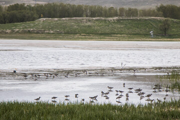 Quri Gol, a habitat of migratory birds