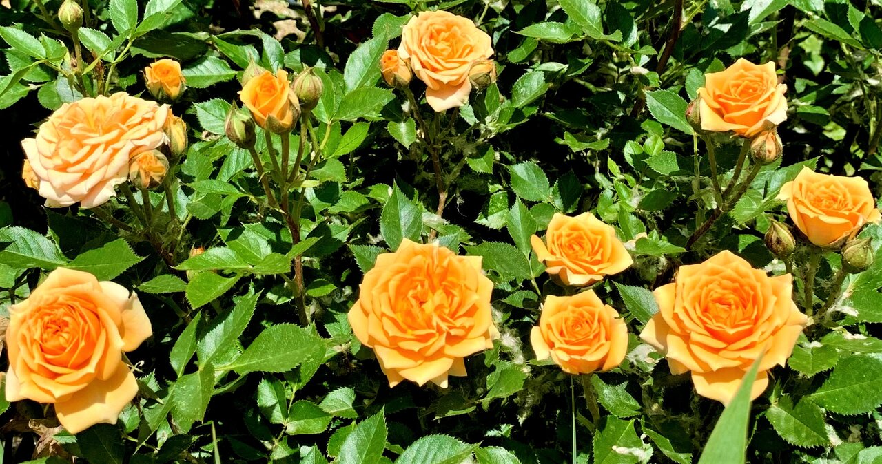 Flowers production