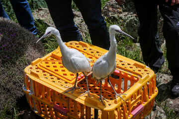 Rehabilitated birds back to natural habitat