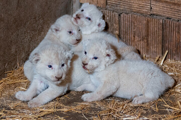 White lion gives birth to four cubs  