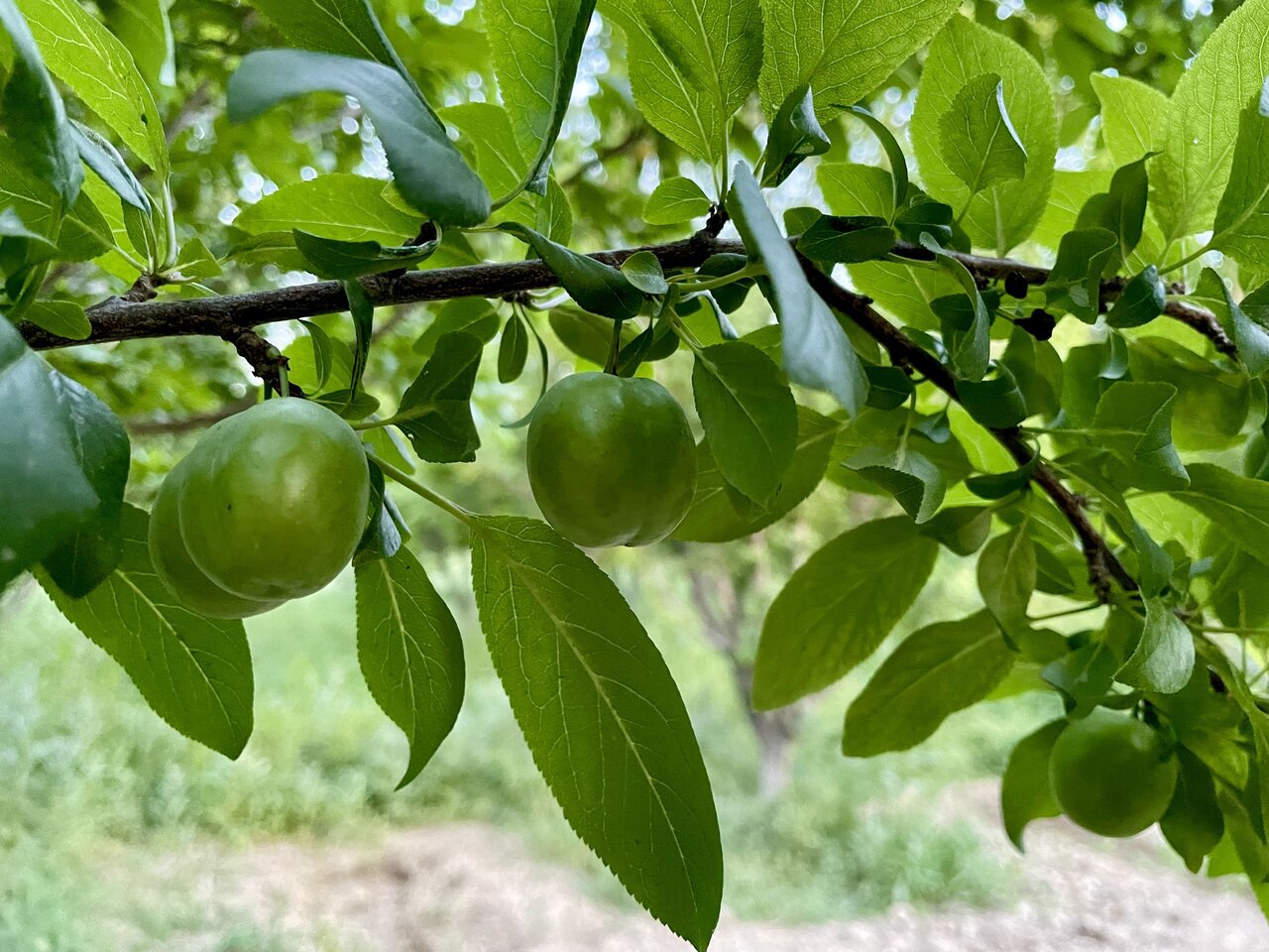 Garden products