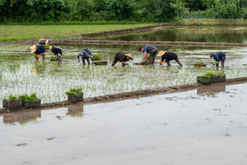 Paddy fields in northern Gilan province