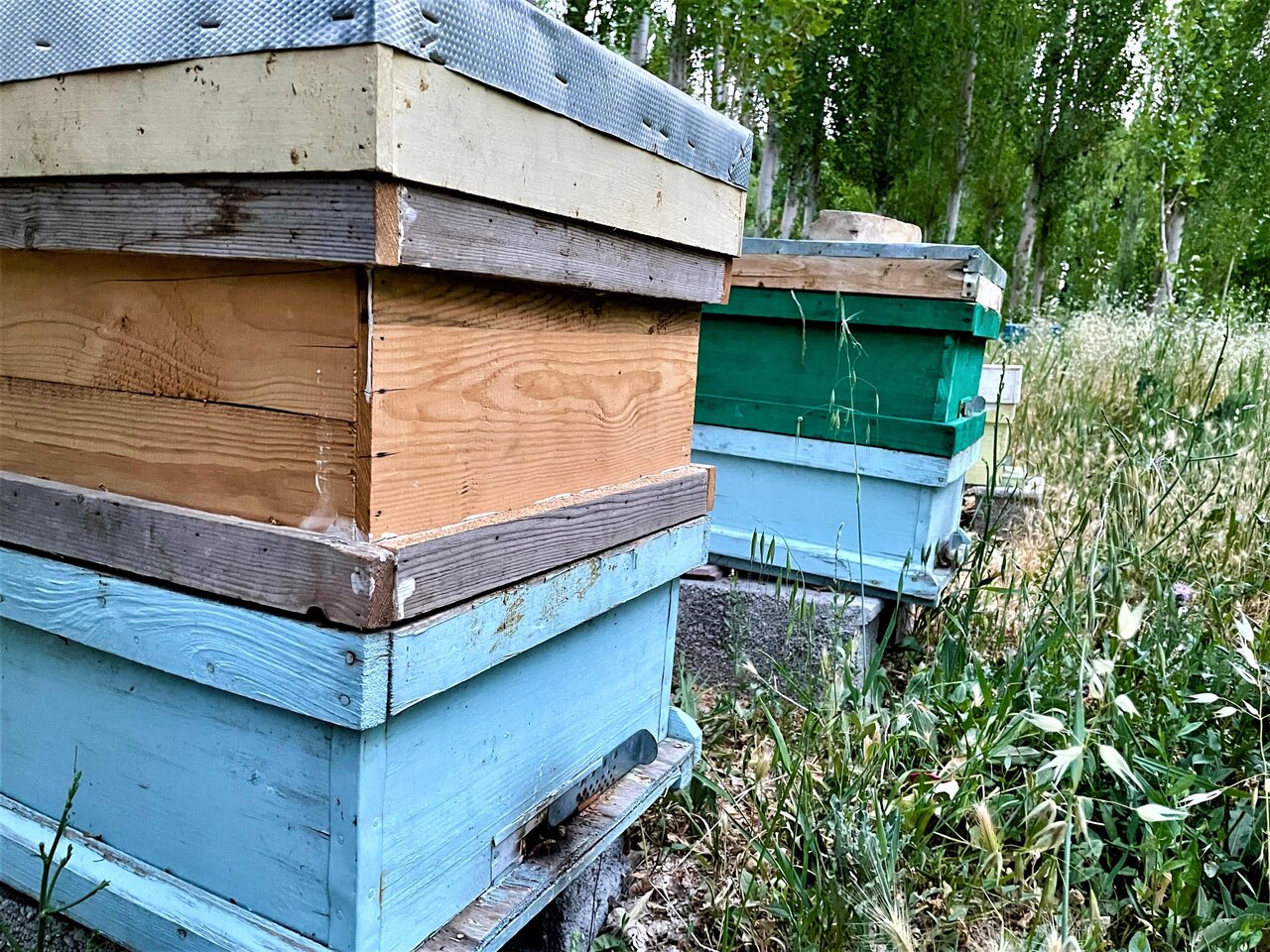 Honey production