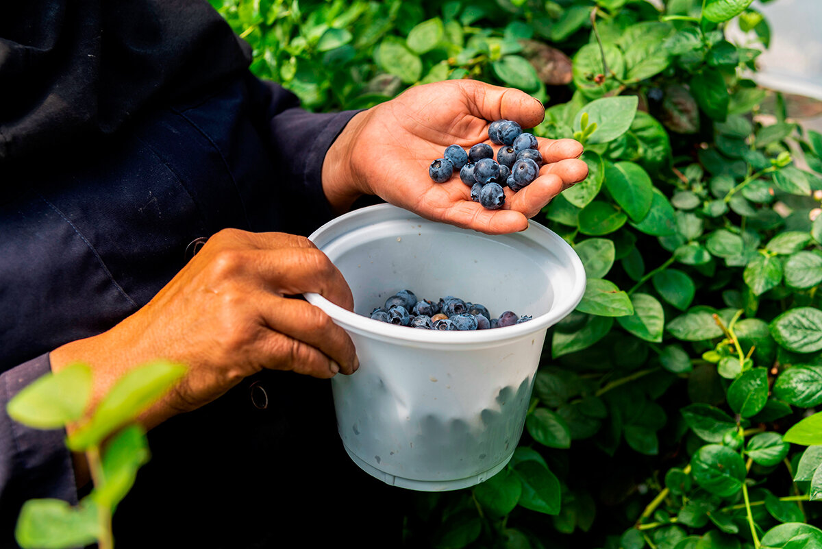 Blueberry cultivation in Iran