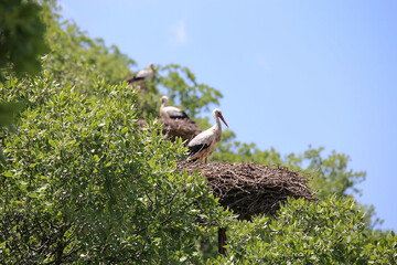 Darreh Tafi hosting storks again   