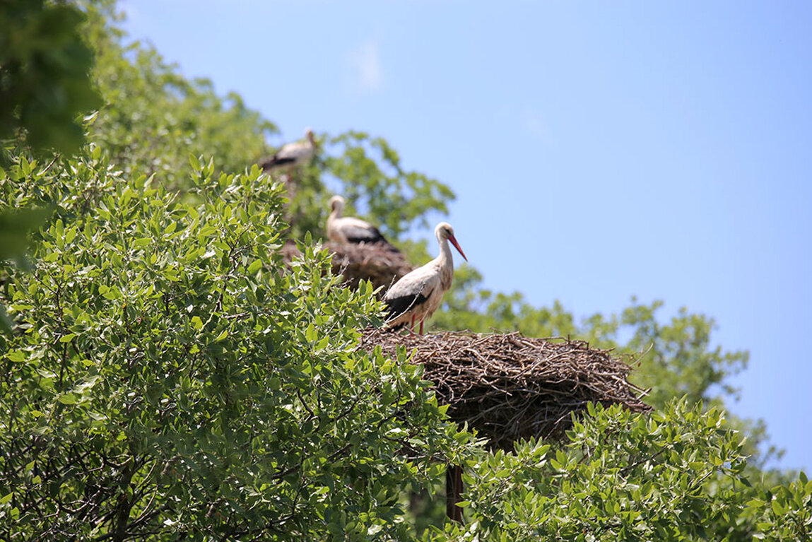 Darreh Tafi hosting storks again