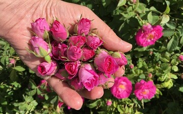 Isfahan village holds festival dedicated to pink roses