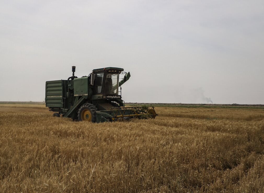 wheat