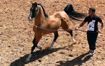Pure breeds of Iranian horses