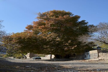 Old trees in Semnan village named national heritage