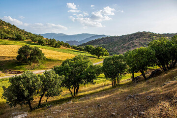 Valuable oak forests in Lorestan