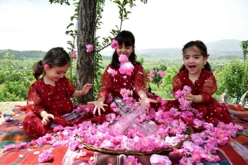 Baneh rose festival hosts visitors from across Iran