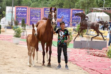 horse beauty festival