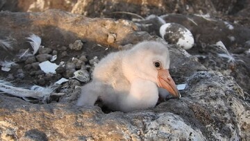 First flamingo breeding colony identified at Hour al-Azim wetland