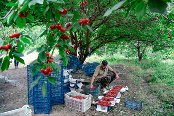 Cherry picking in Mazandaran    