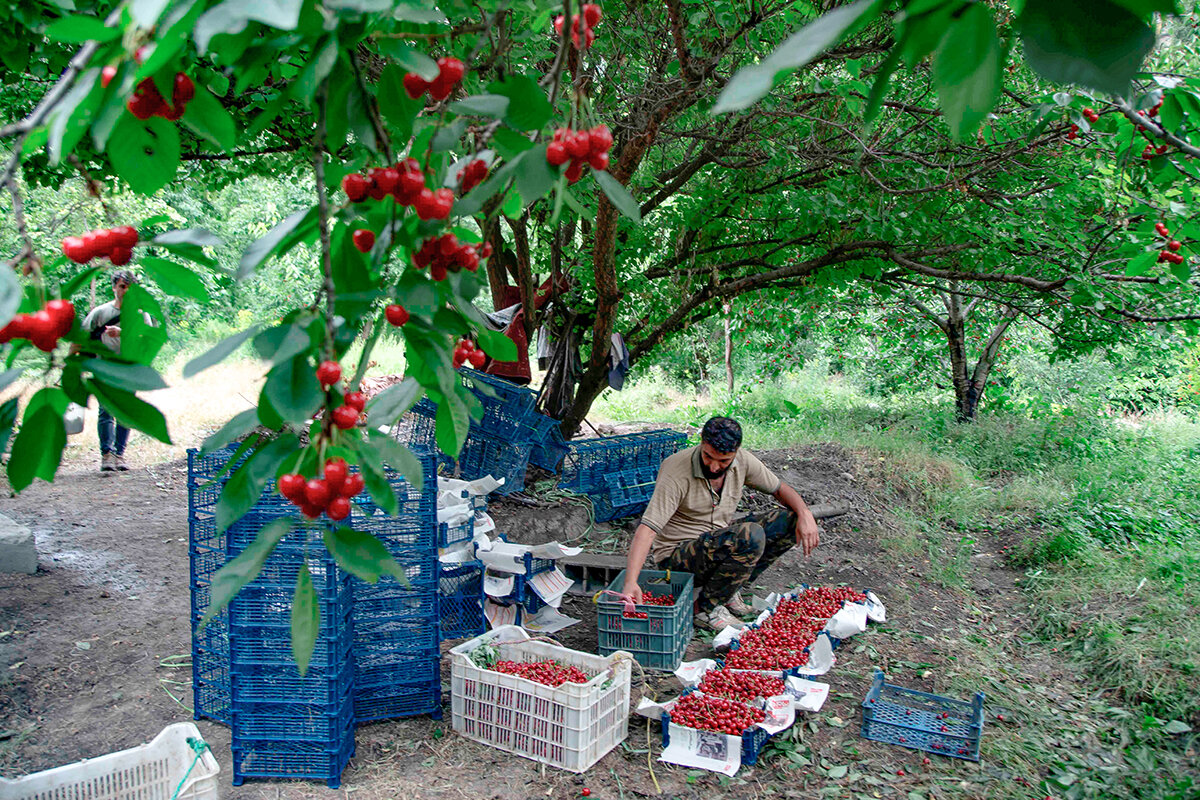 Cherry picking in Mazandaran