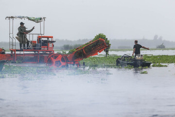 Anzali Wetland gets rid of water hyacinths 