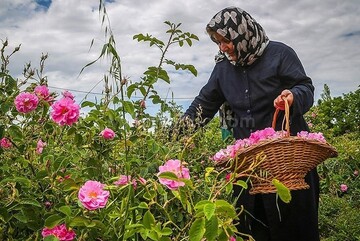 Agritourism: Hamedan village to host rosewater festival