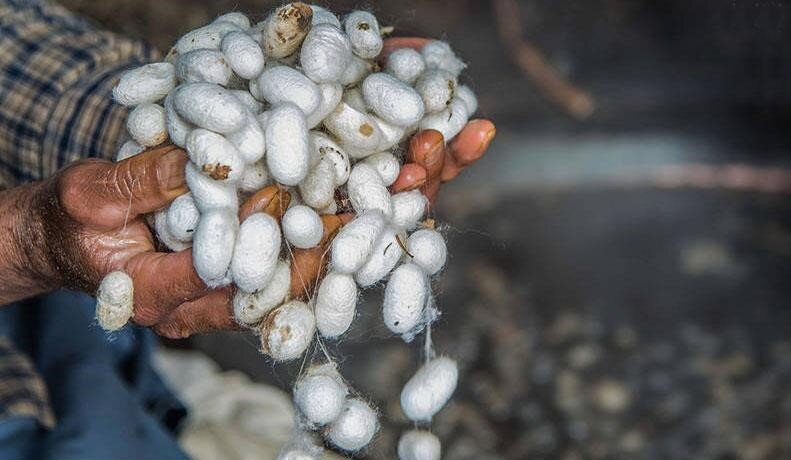 silk spinning