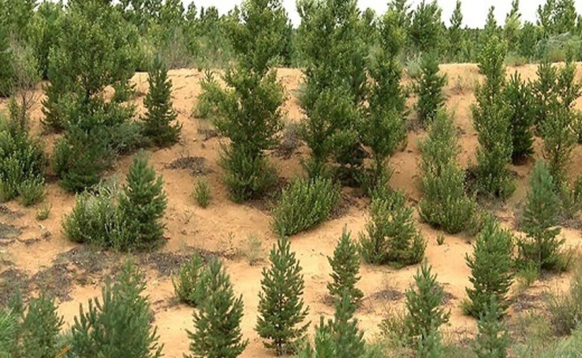 Desert greening on agenda to deal with drought