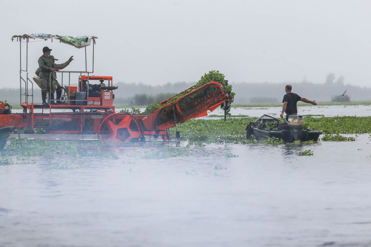 Anzali Wetland gets rid of water hyacinths