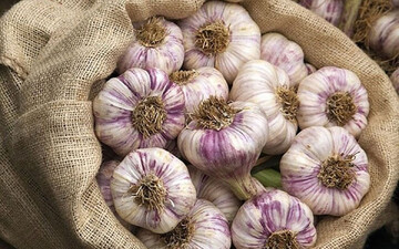 Hamedan’s garlic