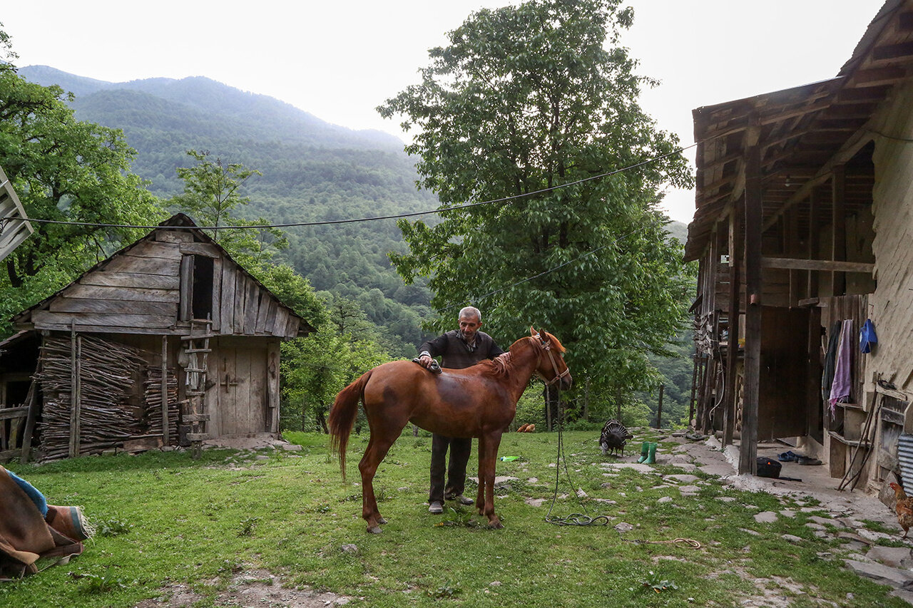 Simple life in Hyrcanian forest