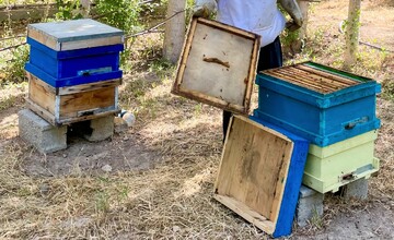 honey production