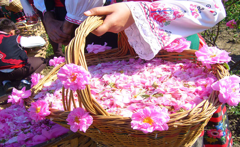rosewater festival