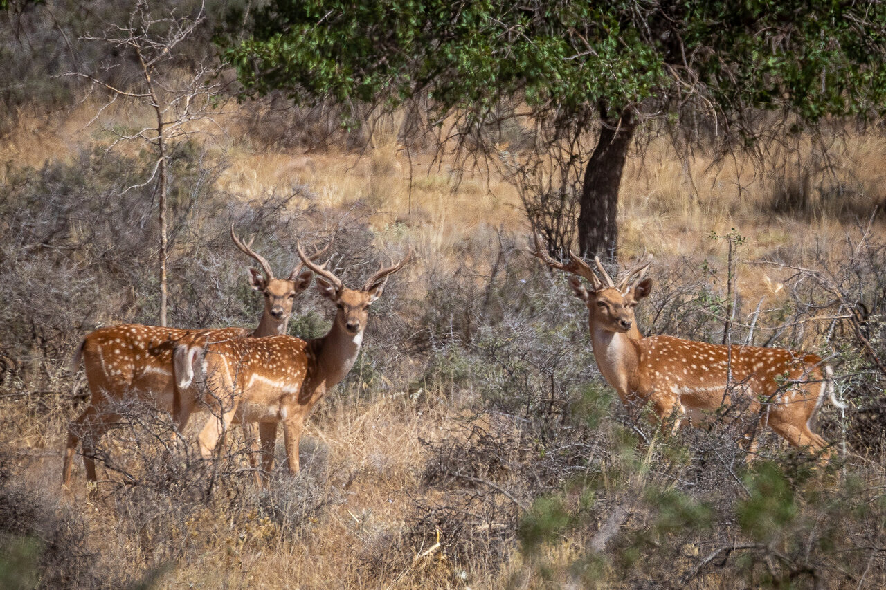 Persian yellow deer in Fars