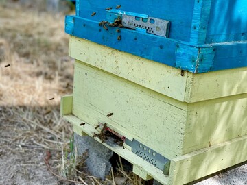Honey production