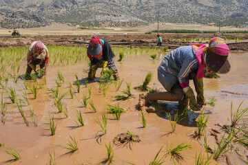 Rice planting in southwestern Iran