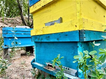 Honey production