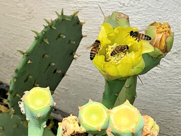 Honey production