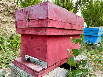 Honey production