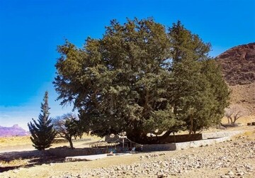 Long-lived cypresses in southeast Iran receive national designation