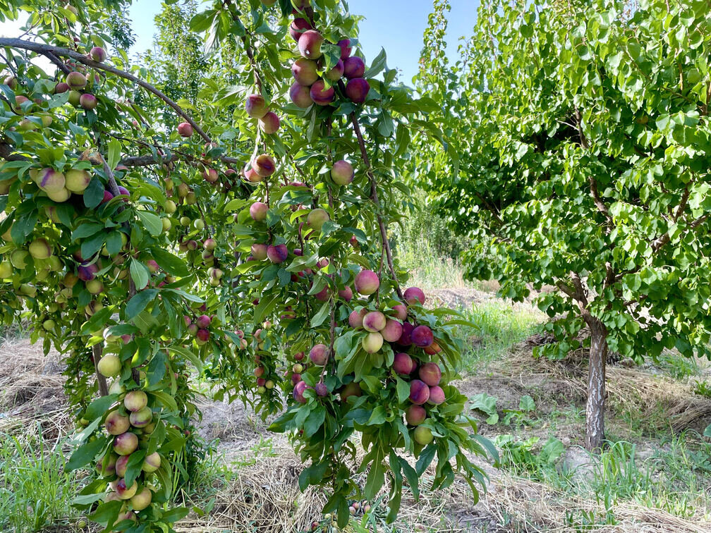 agriculture