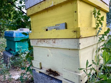 honey production