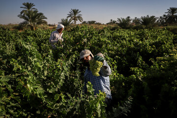 Grape harvest underway in Khuzestan