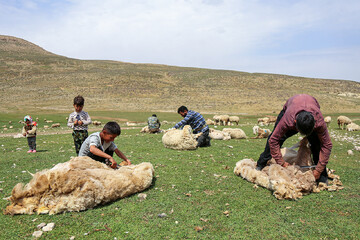 Animal husbandry in Kurmanji tribe