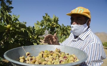 FAO recognizes new Globally Important Agricultural Heritage System in Iran