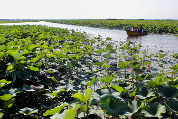 Anzali Wetland awash in lotus tulips 