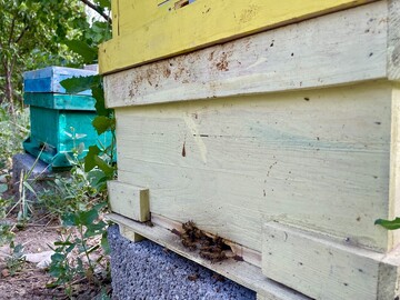 honey production