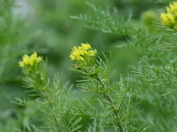 More than 8,000 plant species identified in Iran