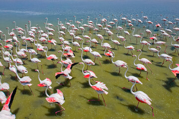 Lake Urmia wetland hosting myriads of flamingos