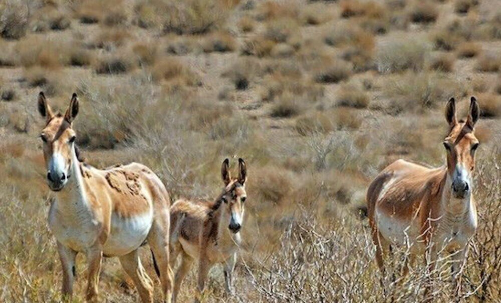 A glimpse at wonderful wildlife refuges in north-central Semnan
