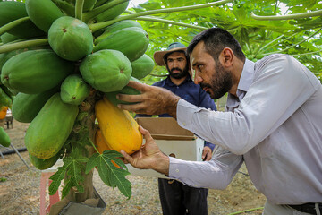 Papaya greenhouse farming in northeast Iran