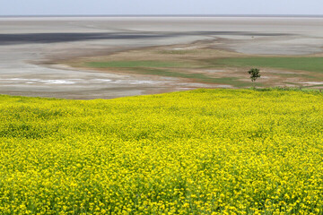 Wetlands protection helps sustainable agriculture around Lake Urmia