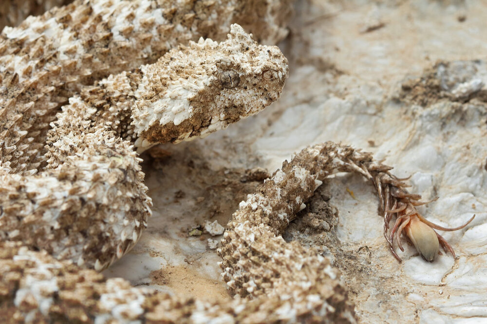 Reptiles in Iran are unique in their kind