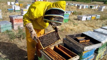 Honey production